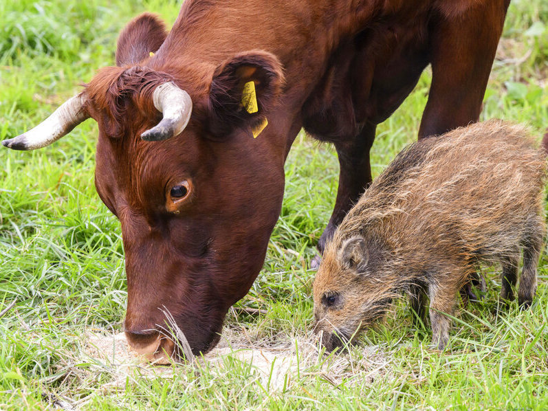 caption: Wild boar Frida eats next to a cow Thursday in a pasture in Holzminden, Germany.