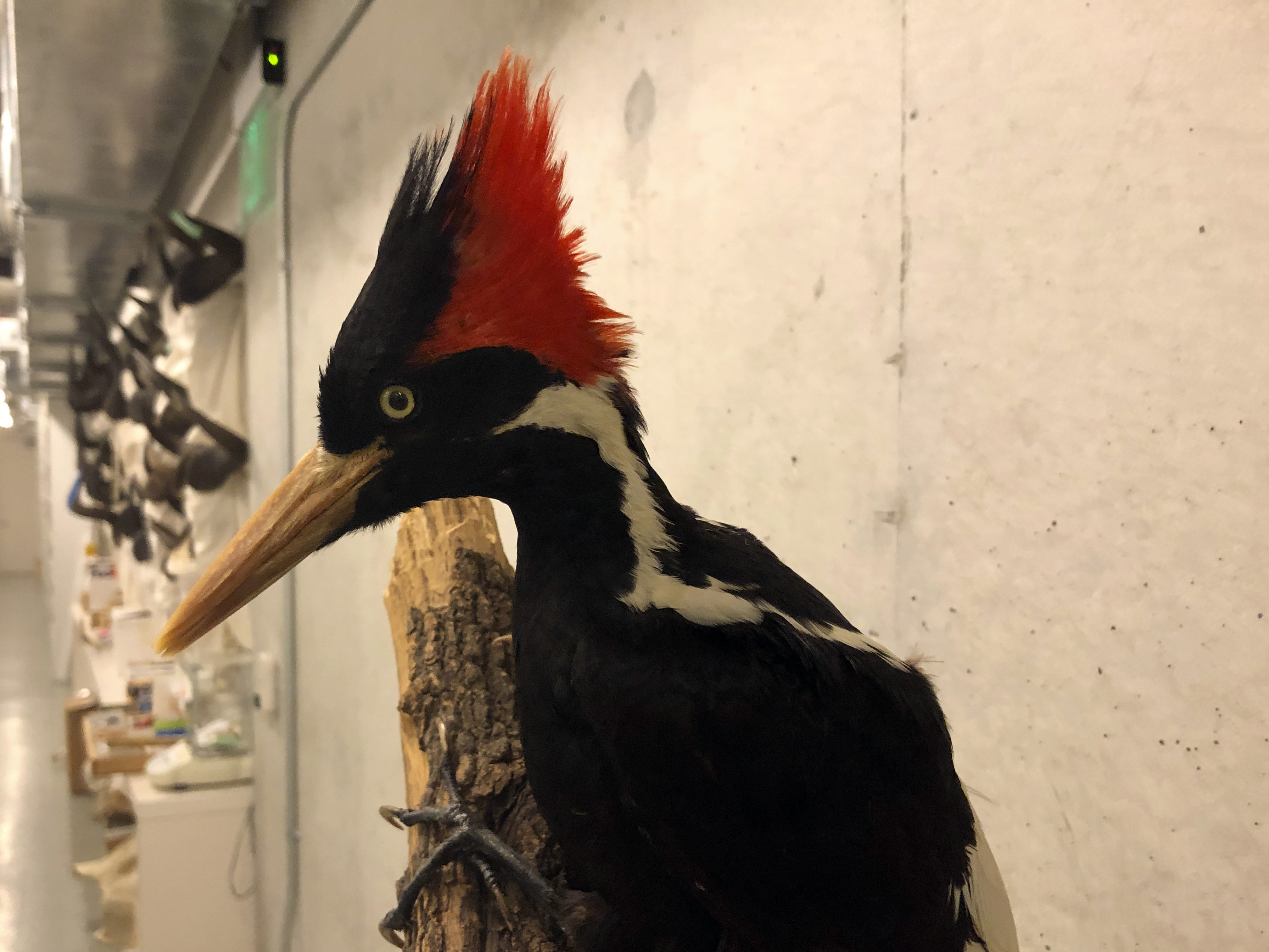 caption: An ivory-billed woodpecker specimen is on a display at the California Academy of Sciences in San Francisco, Friday, Sept. 24, 2021. Death's come knocking a last time for the splendid ivory-billed woodpecker and 22 assorted birds, fish and other species: The U.S. government is declaring them extinct.