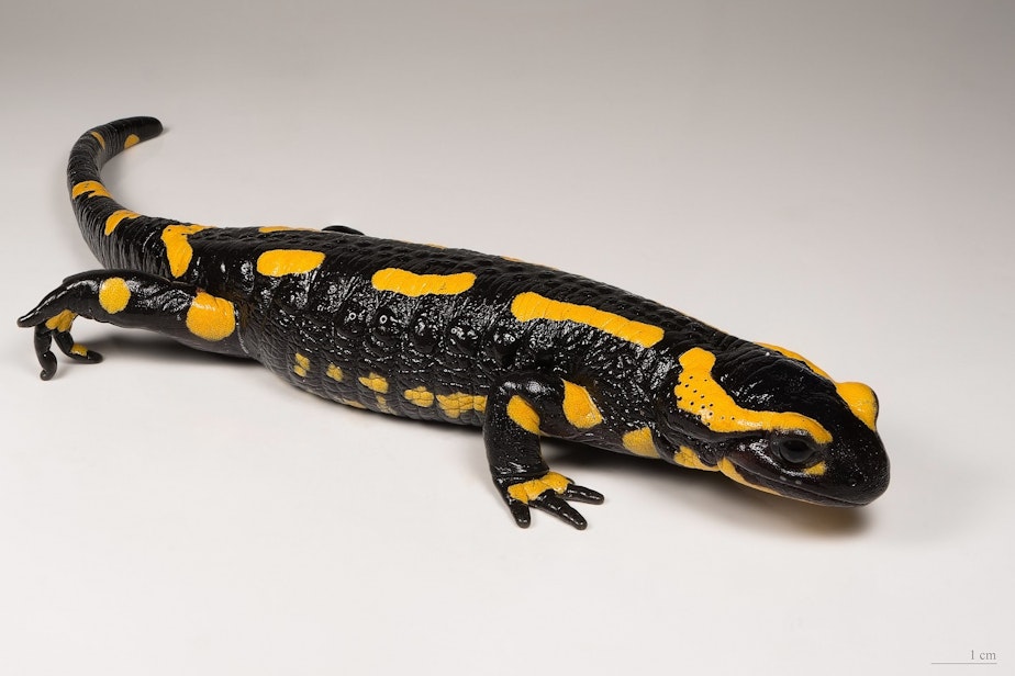 caption: A fire salamander, a European species that has been nearly wiped out by the salamander-eating fungus known as Bsal.