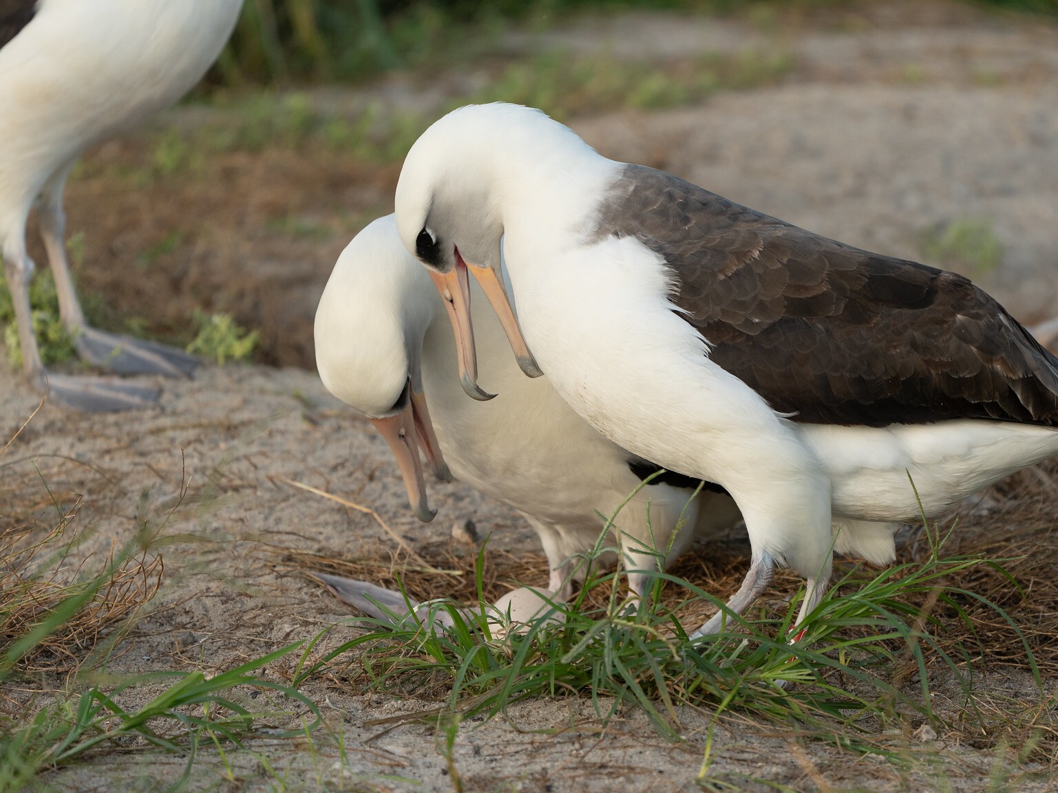 caption: Wisdom (center right), a Laysan albatross first banded in 1956, stands with her new partner as they admire their recently laid egg at Midway Atoll National Wildlife Refuge in late November.