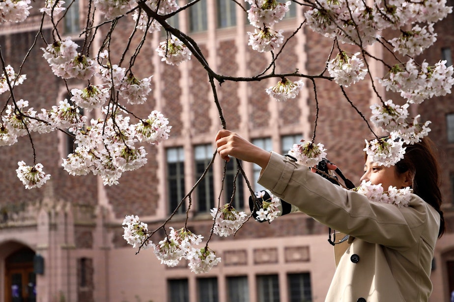 caption: Blooming cherry trees attracted visitors and budding photographers on the University of Washington campus on March 23, 2022.