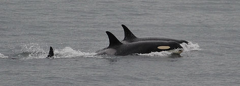 caption: The orca known as J35 swims without her baby off San Juan Island on Saturday.