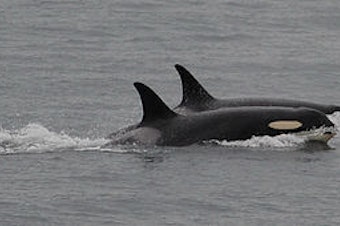 caption: The orca known as J35 swims without her baby off San Juan Island on Saturday.