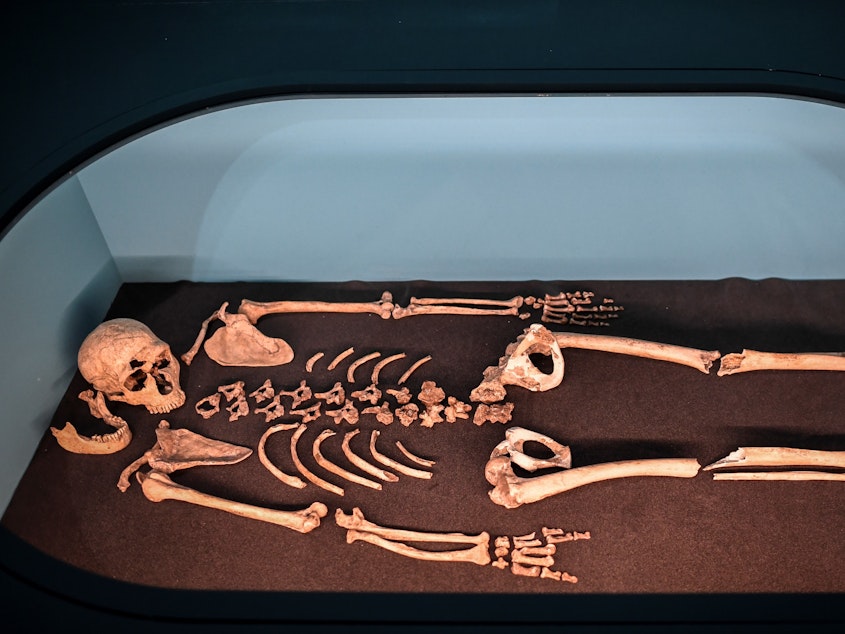 caption: A Neanderthal skeleton on display in 2018 at the Musee de l'Homme in Paris. Researchers extracted DNA from bones found in Russia to learn more about how their communities were organized.