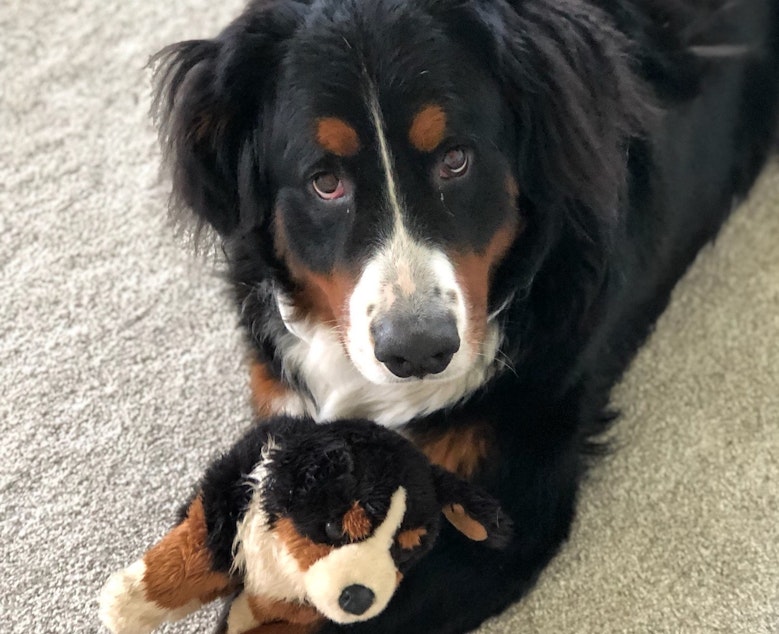 caption: Ranger, a three-year-old Bernese mountain dog, came close to death recently after suffering from Gastric Dilatation Volvulus, also known as a twisted stomach. His family struggled to find an emergency clinic that could take him on a Sunday night. Access to veterinary care, including emergency services, has become more difficult during the COVID-19 pandemic.