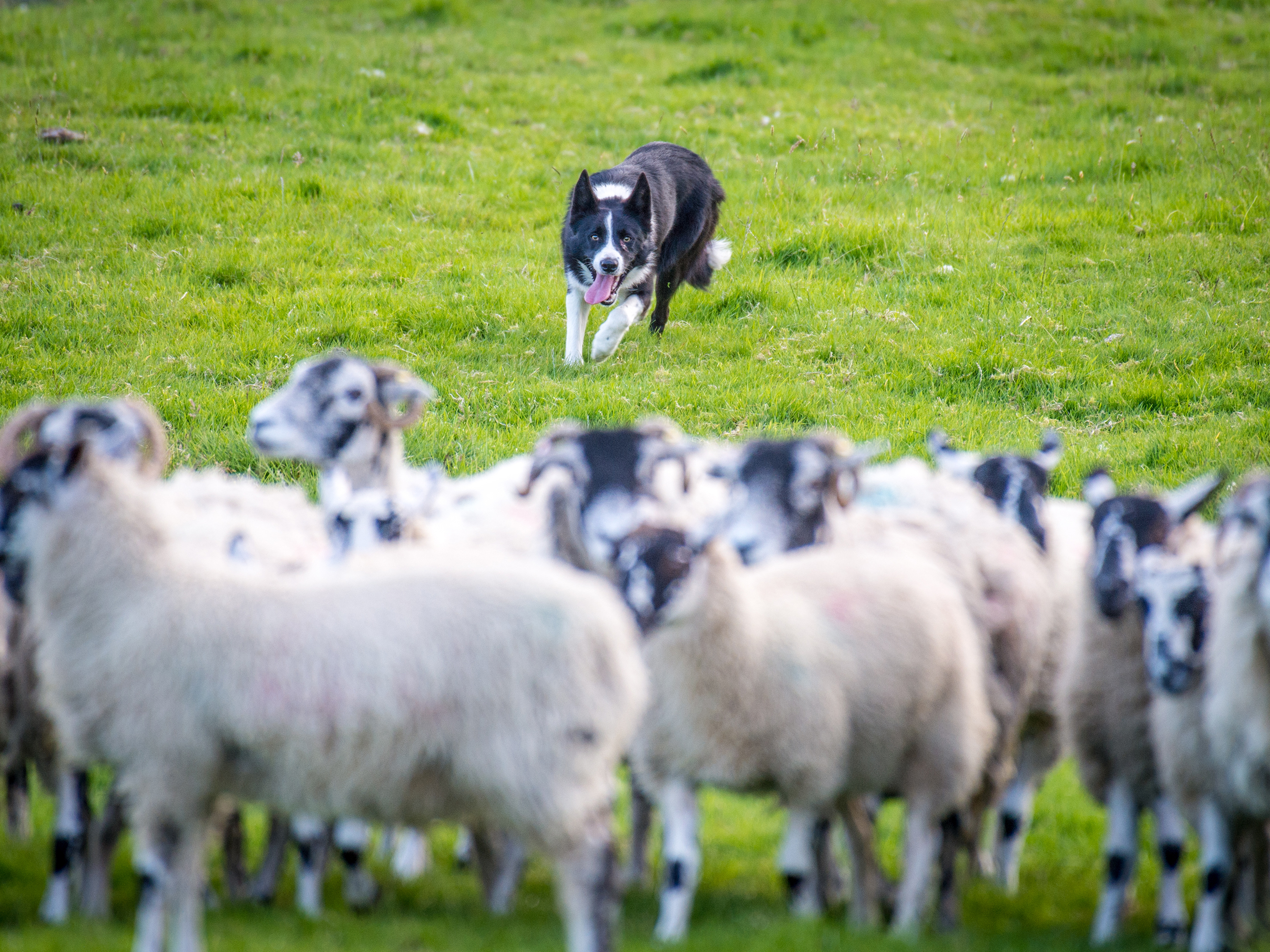 caption: A border collie in northern England chases after a flock of sheep to herd them. A new study finds that only about 9% of the variation in an individual dog's behavior can be explained by its breed.