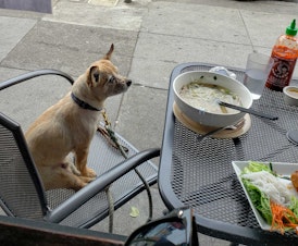 caption: Max is right is welcome at a Seattle eatery.