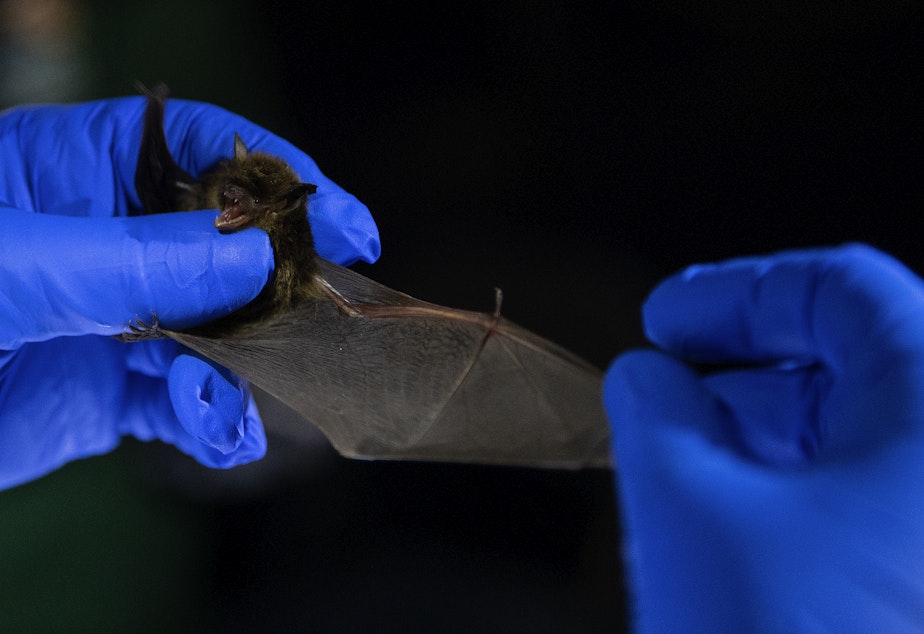 caption: Biologist Abby Tobin with the Washington Department of Fish and Wildlife examines a bat for the presence of white-nose syndrome at Northwest Trek Wildlife Park in Eatonville on June 1. 