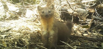 caption: <p>Humboldt martens are relatives of minks and otters that live in old-growth forests along the coast of Southern Oregon and Northern California.</p>