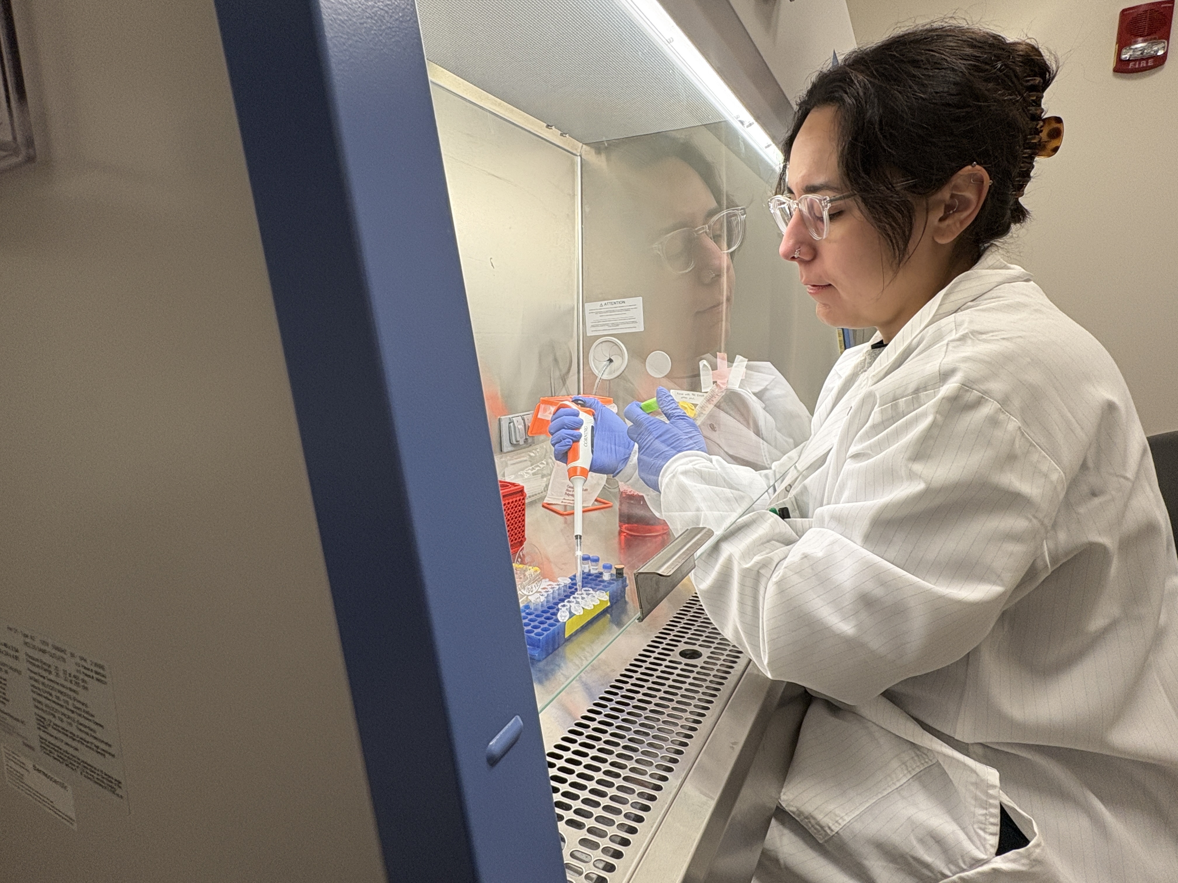 caption: Adelaide Tovar, a postdoctoral geneticist at the University of Michigan, prepares cell samples in a science laboratory on campus. Tovar is one of about 200 young scientists who will lose research funding because the Trump administration abruptly ended the National Institute of Health's MOSAIC grant program. (Mike Hawkins)