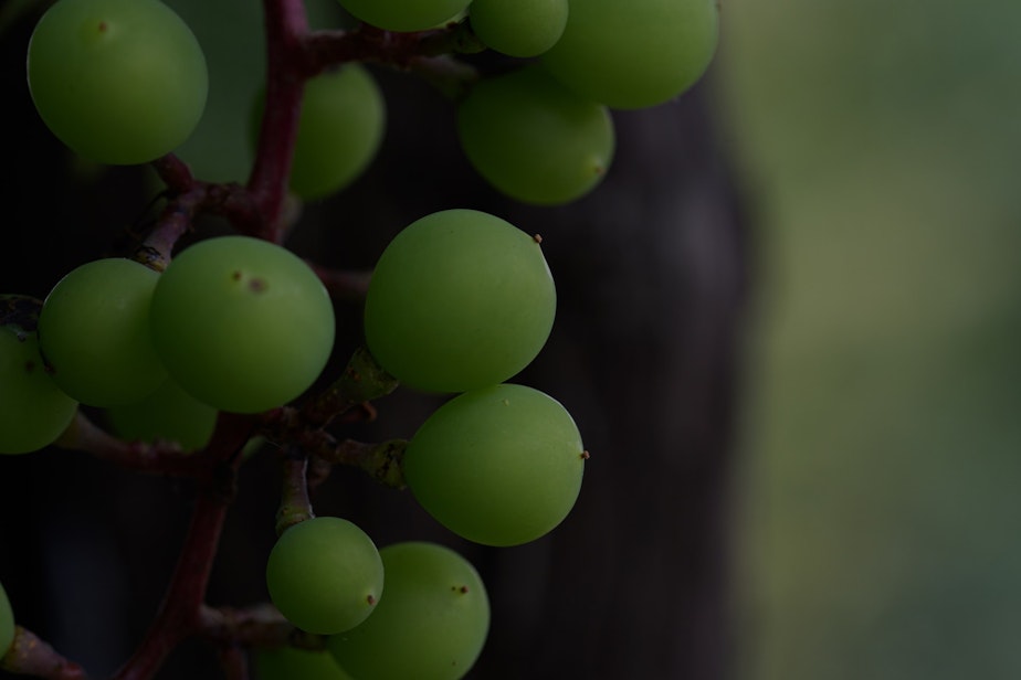 caption: This year's grapes could make next year's smokey varietals.