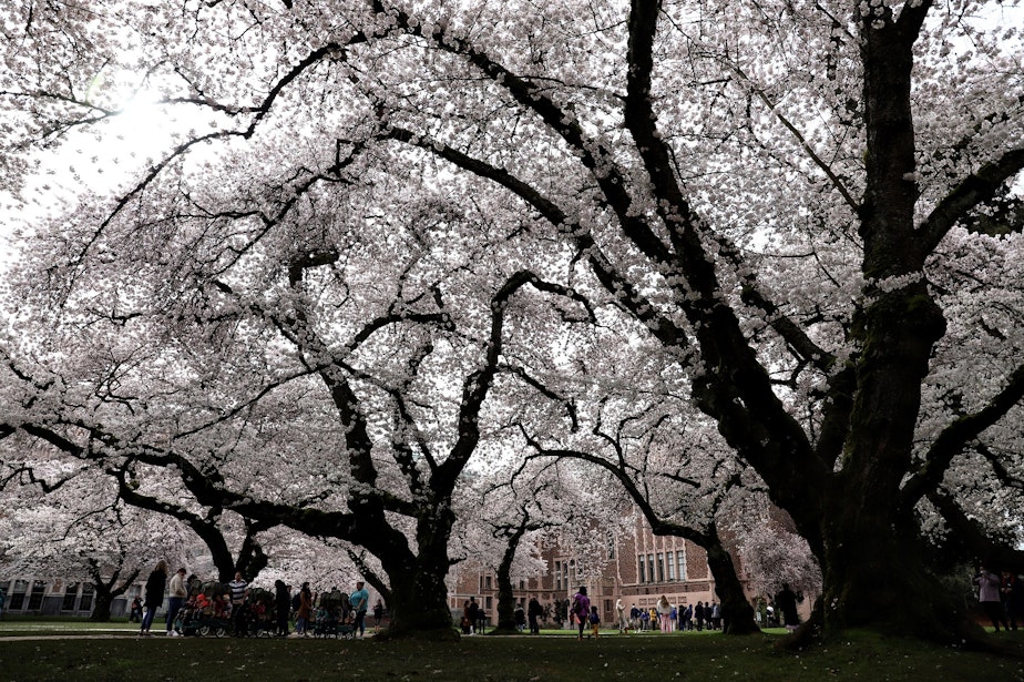 caption: When these Yoshino cherry trees get older, they stretch out and develop a spindly canopy. These cherry trees were brought to Seattle in 1939, and then transplanted to the University of Washington campus in 1962, because construction was ongoing for the 520 highway.