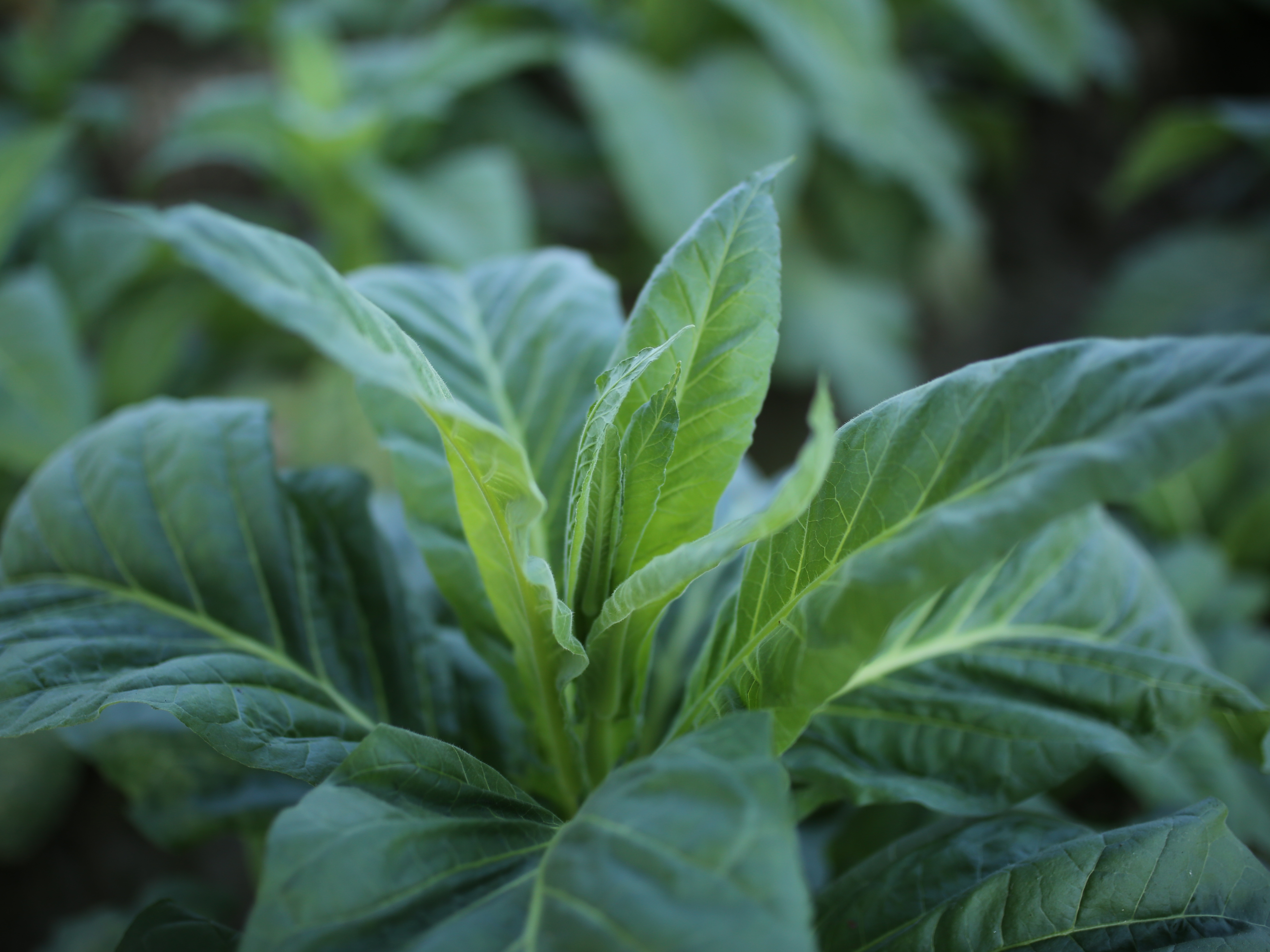 KUOW Tobacco Plants Contribute Key Ingredient For COVID19 Vaccine