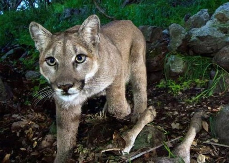 caption: <p>Cougar sightings have increased on the Oregon Coast.</p>