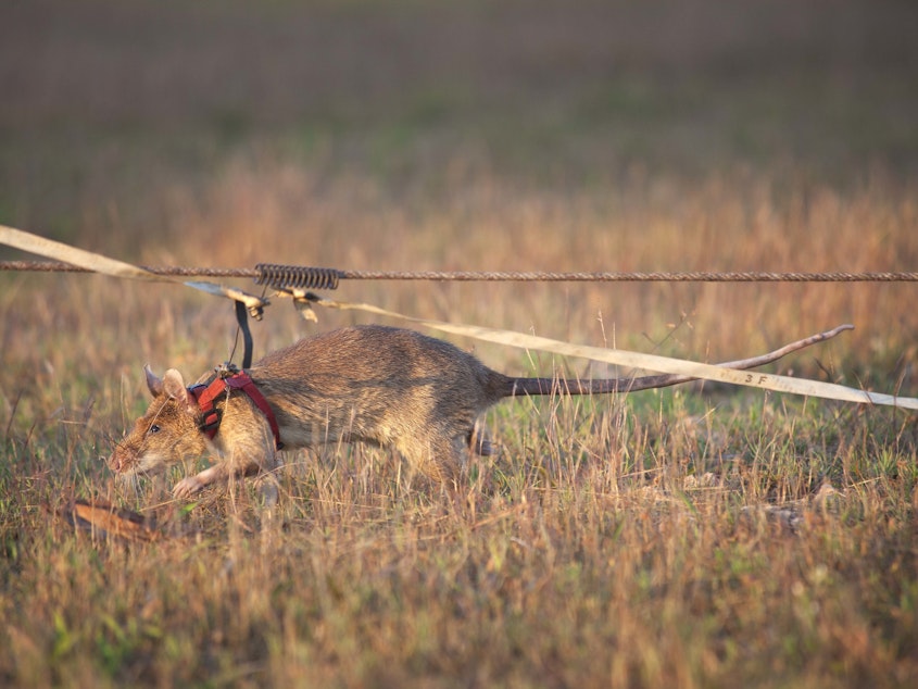 caption: Magawa is shown here working to detect land mines, a job the animal did for years.