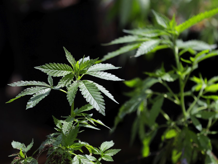 caption: In this April 12, 2018, photo, a marijuana plant awaits transplanting at the Hollingsworth Cannabis Company near Shelton, Wash.