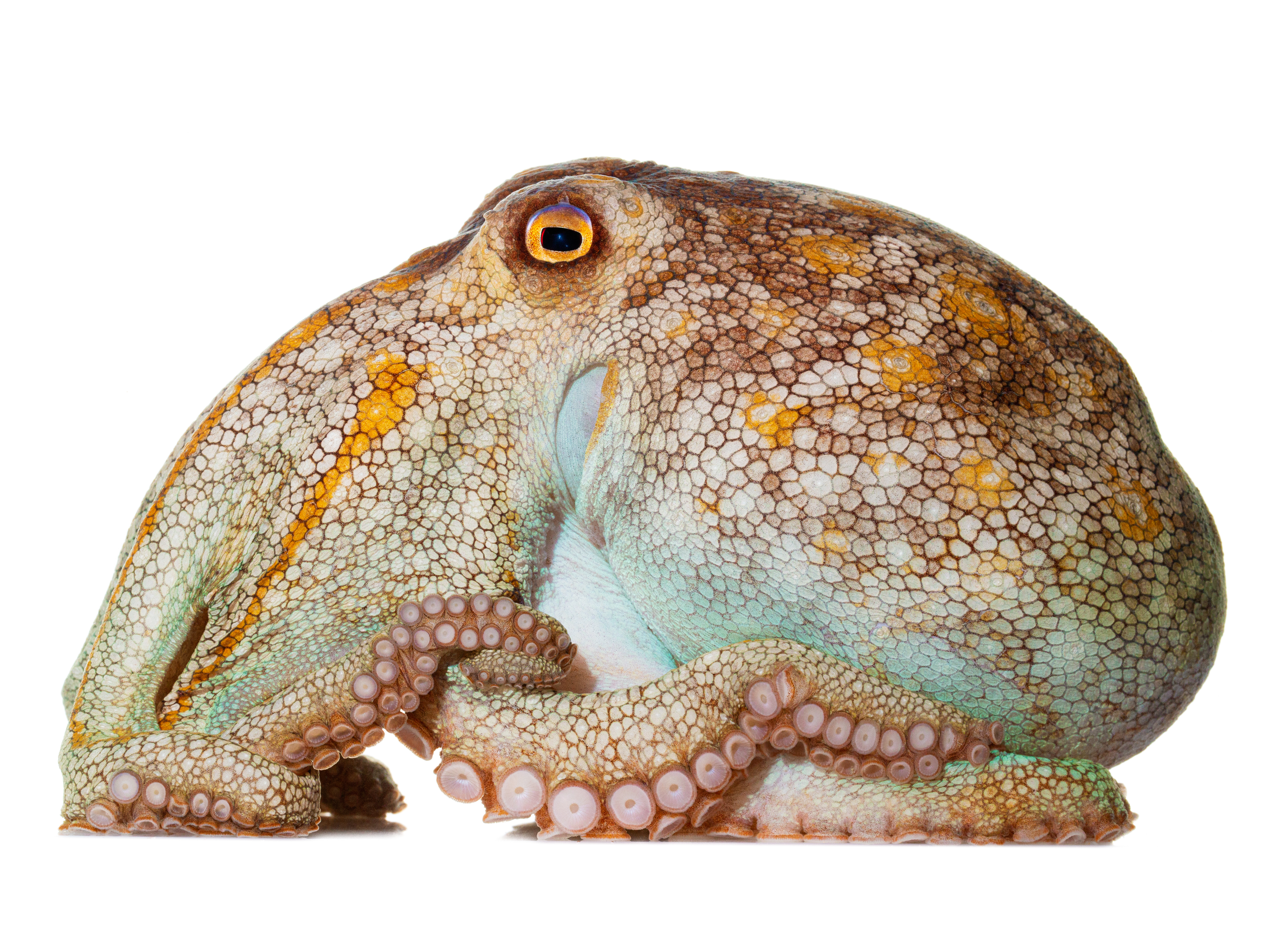 caption: Pale Octopus Octopus pallidus Specimen #9; mantle is 4.5 inches long; Moonlight Bay Resort, Rye, Victoria, Australia