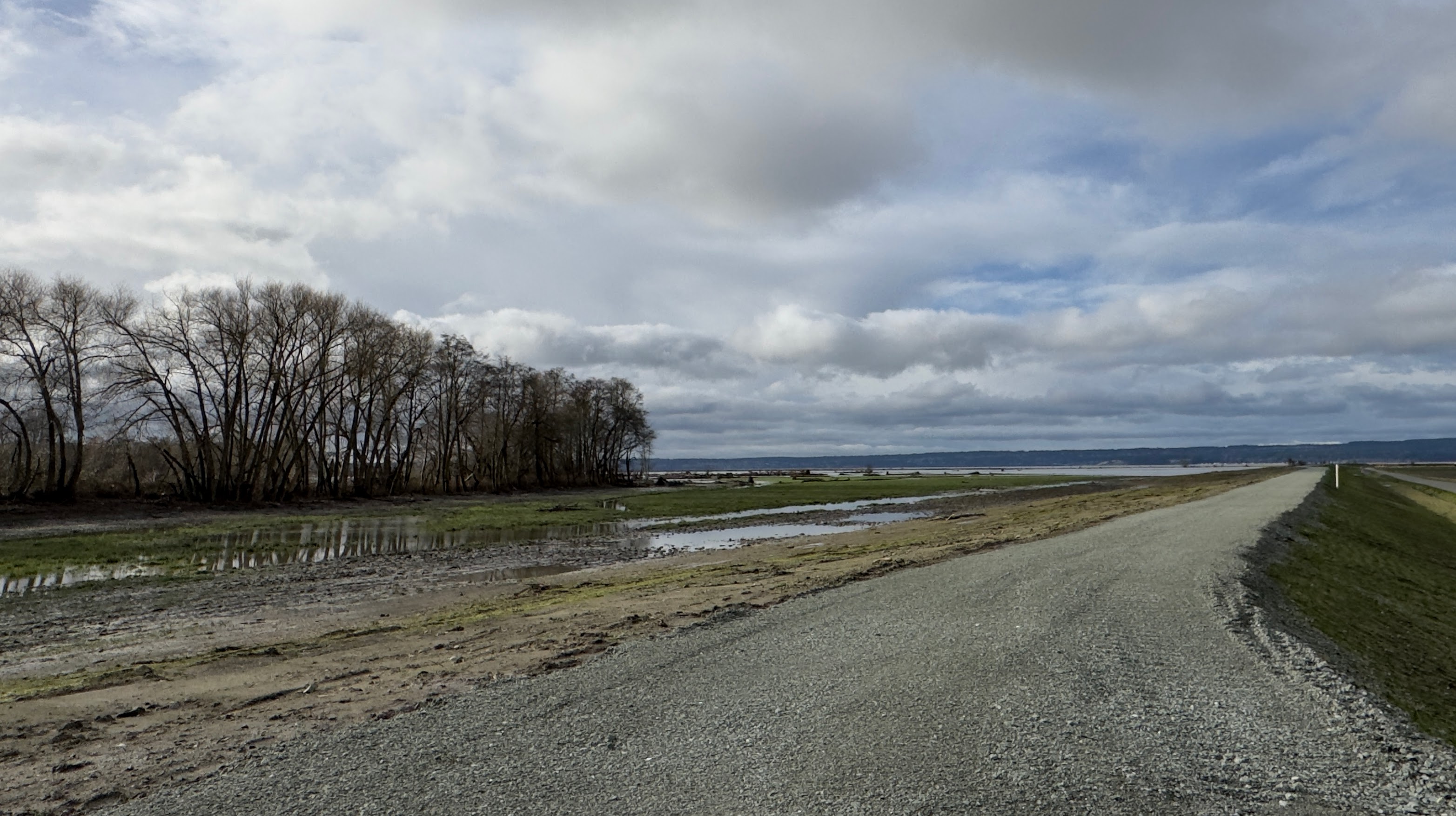 caption: A new levee, topped with gravel, separates wetland from farmland at the mouth of the Stillaguamish River near Stanwood, Washington on Dec. 15, 2025.