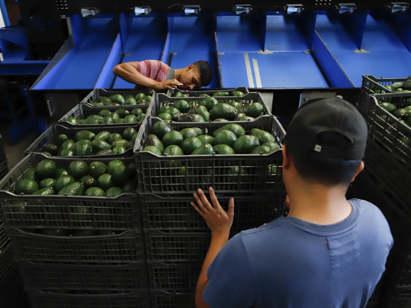 caption: A worker selects avocados at a packing plant in Uruapan, Mexico. The U.S. Department of Agriculture has temporarily suspended inspection of avocados from this region of Mexico after one inspector was threatened.