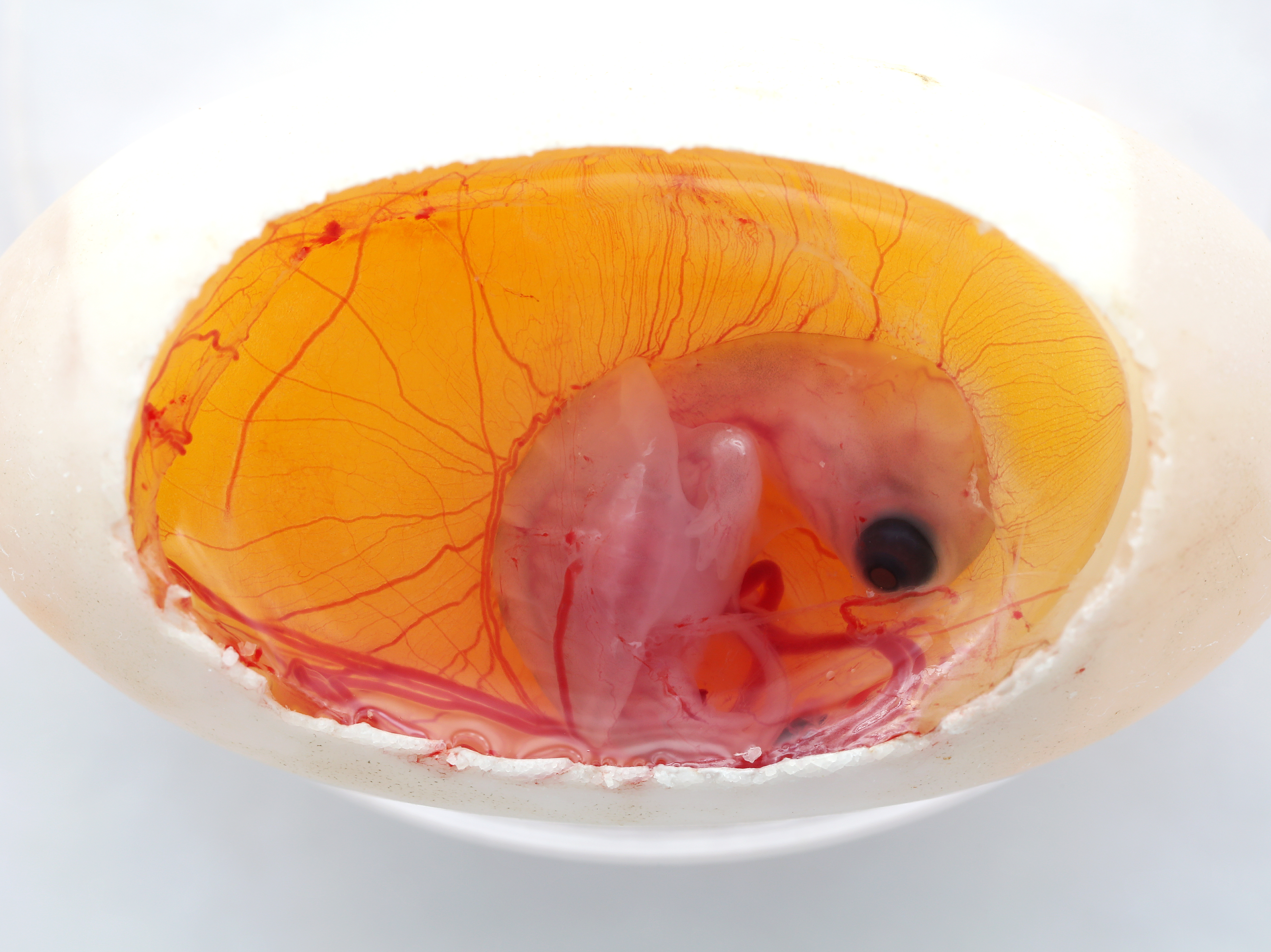 caption: The sex that a turtle develops into is determined by the temperature that an embryo experiences when it's inside the egg.