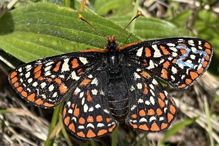 caption: Taylor’s checkerspot butterfly number 27 rests on a leaf of English plantain, an invasive weed that the rare butterflies have come to rely on, at Scatter Creek Wildlife Area in Thurston County on April 30, 2025.