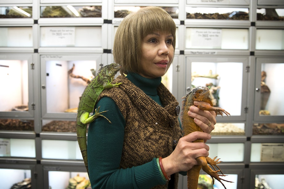 caption: Owner of Little Amazon, Linh Nguyen, holds iguanas on Monday, Feb. 26, 2018, in Seattle. 