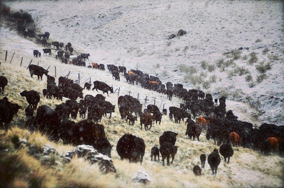 caption: Cattle search for available grass and hay on a snow covered hillside.