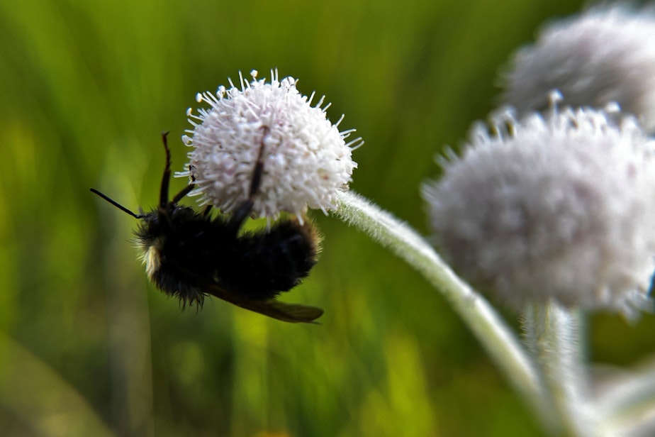 caption: A western bumblebee pollinates an angelica flower in California's Sierra Nevada mountains in July 2025.