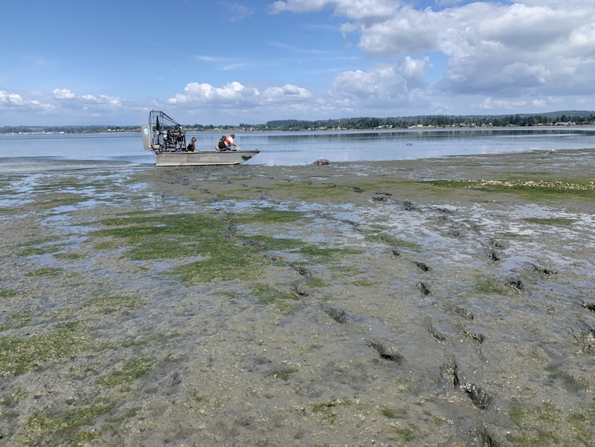 caption: Washington Department of Fish and Wildlife staff use an airboat to deploy crab traps on a mudflat in Drayton Harbor, near Blaine, Washington, in August. 