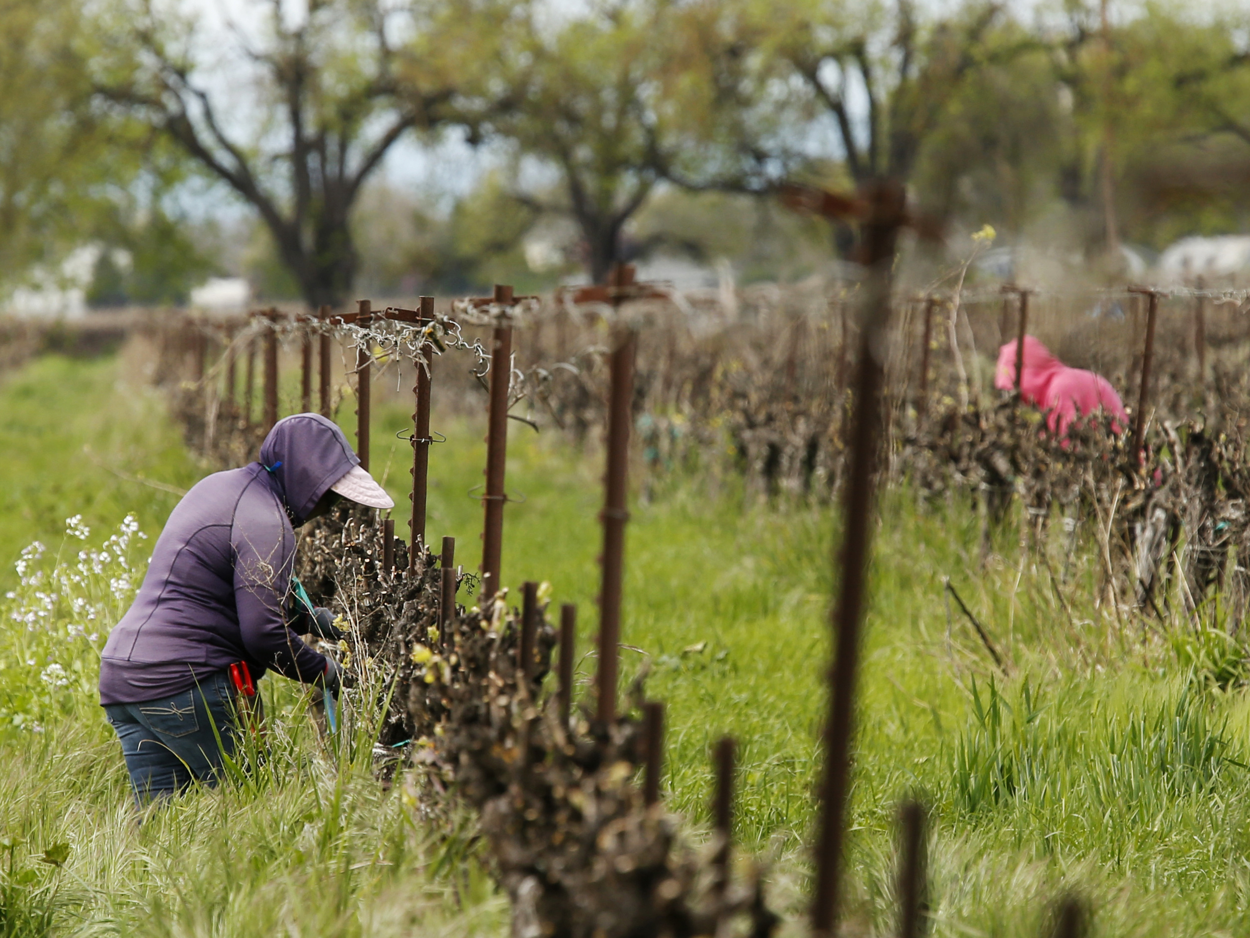 caption: Farmworkers work at a winery in Clarksburg, Calif., on March 24. Farms continue to operate as essential businesses even as the coronavirus has hurt the agriculture industry. (AP Photo/Rich Pedroncelli)
