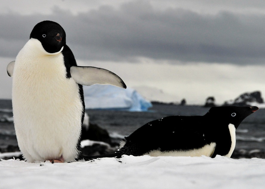 caption: Adelie penguins rest on the snow on Livingston Island, Antarctica.

