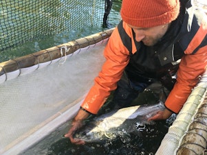 caption: <p>Fish trap operators can pick out the hatchery salmon for harvest and release the wild salmon so they can return to their spawning grounds.</p>
