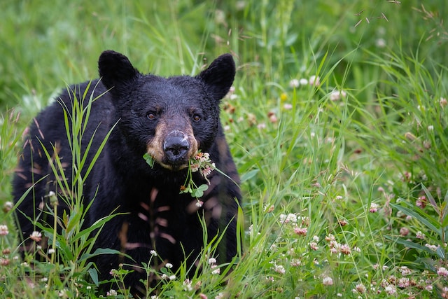 KUOW - Seattle, and solar, and bears! Oh my! Today So Far