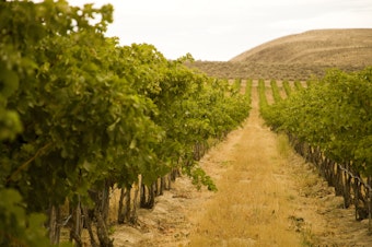 caption: Northwest wine industry leader, Ste. Michelle Wine Estates, dumps about 40 percent of its contracts with Washington growers.