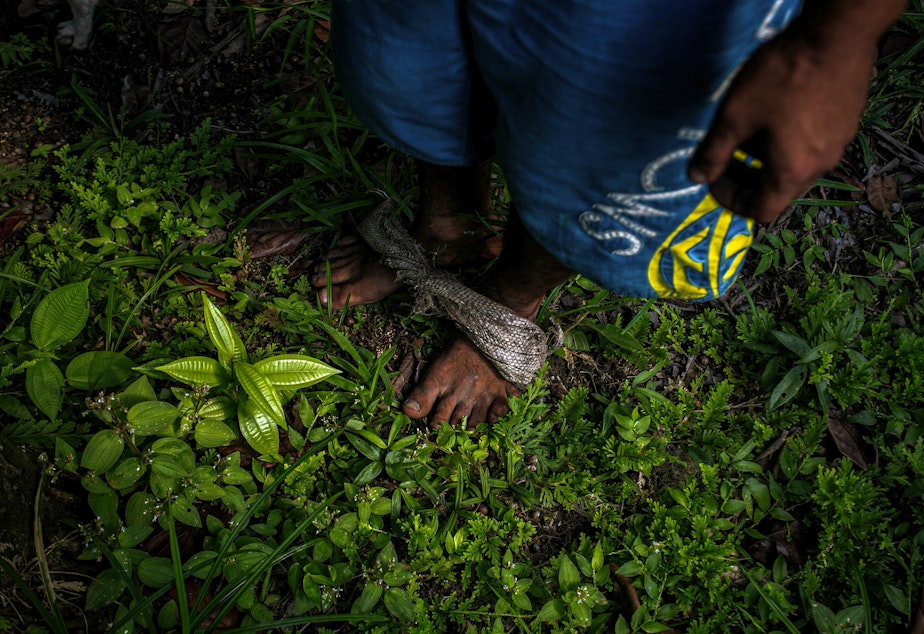 caption: Detail of the fabric used on his feet by Marcos Antonio Costa, 27, to climb açaí palm trees to pick its berries in the rainforest near Melgaco, southwest of Marajo Island, state of Para, Brazil, on June 6, 2020.