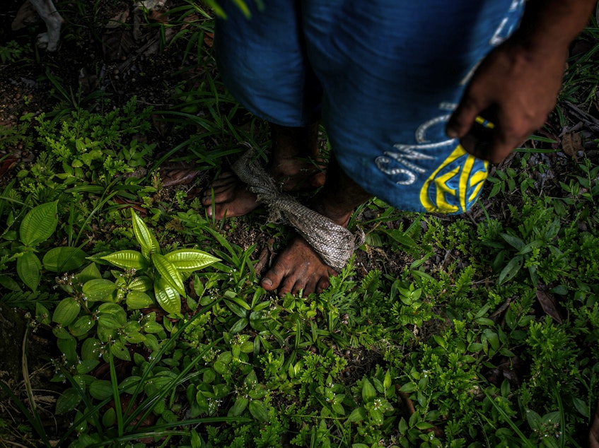 caption: Detail of the fabric used on his feet by Marcos Antonio Costa, 27, to climb açaí palm trees to pick its berries in the rainforest near Melgaco, southwest of Marajo Island, state of Para, Brazil, on June 6, 2020.