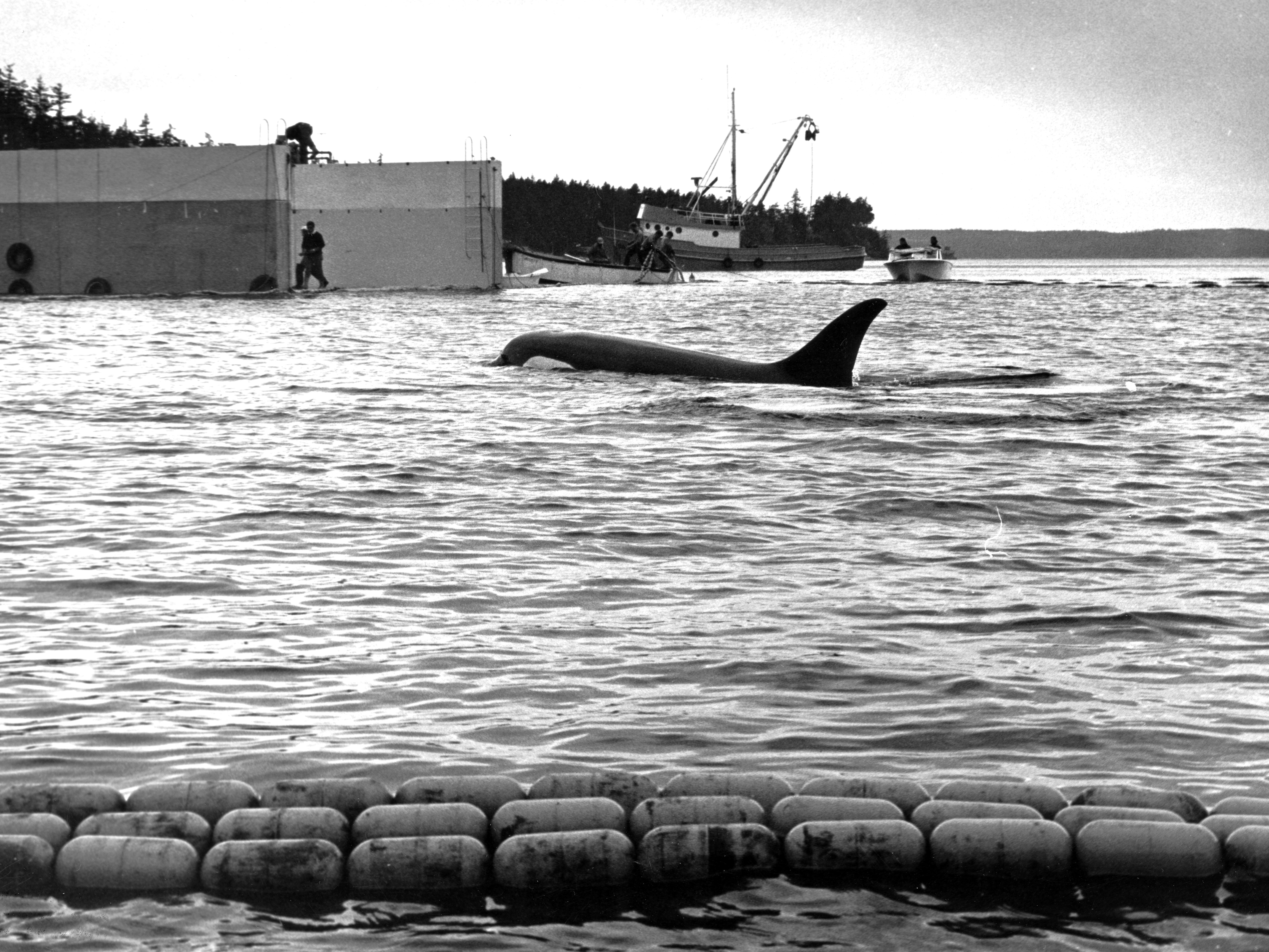 caption: A Bigg's orca captured at Budd Inlet on March 7, 1976.