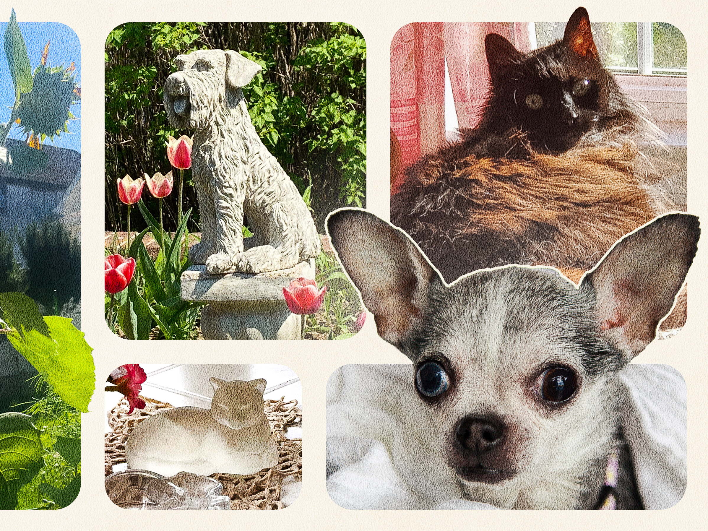 A collage of our audience members' beloved pets and their memorials to their animal companions. Clockwise from top left: Mena Bingham's sunflower garden for her cat Sara; a statue to honor Beth Fadely's dog, Bella; Linda Smith's cat Holly; Sheryl Bauerschmidt's dog Birdie; a glass cat figurine in the bay window where Marie Hernandez's cat, Fina, used to sit.