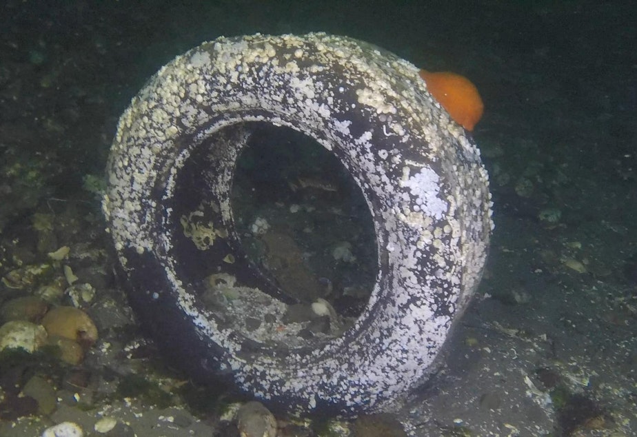 caption: While some wildlife can grow on old tires in Puget Sound, the presence of 6PPD-quinone is toxic, and can kill marine life like salmon.