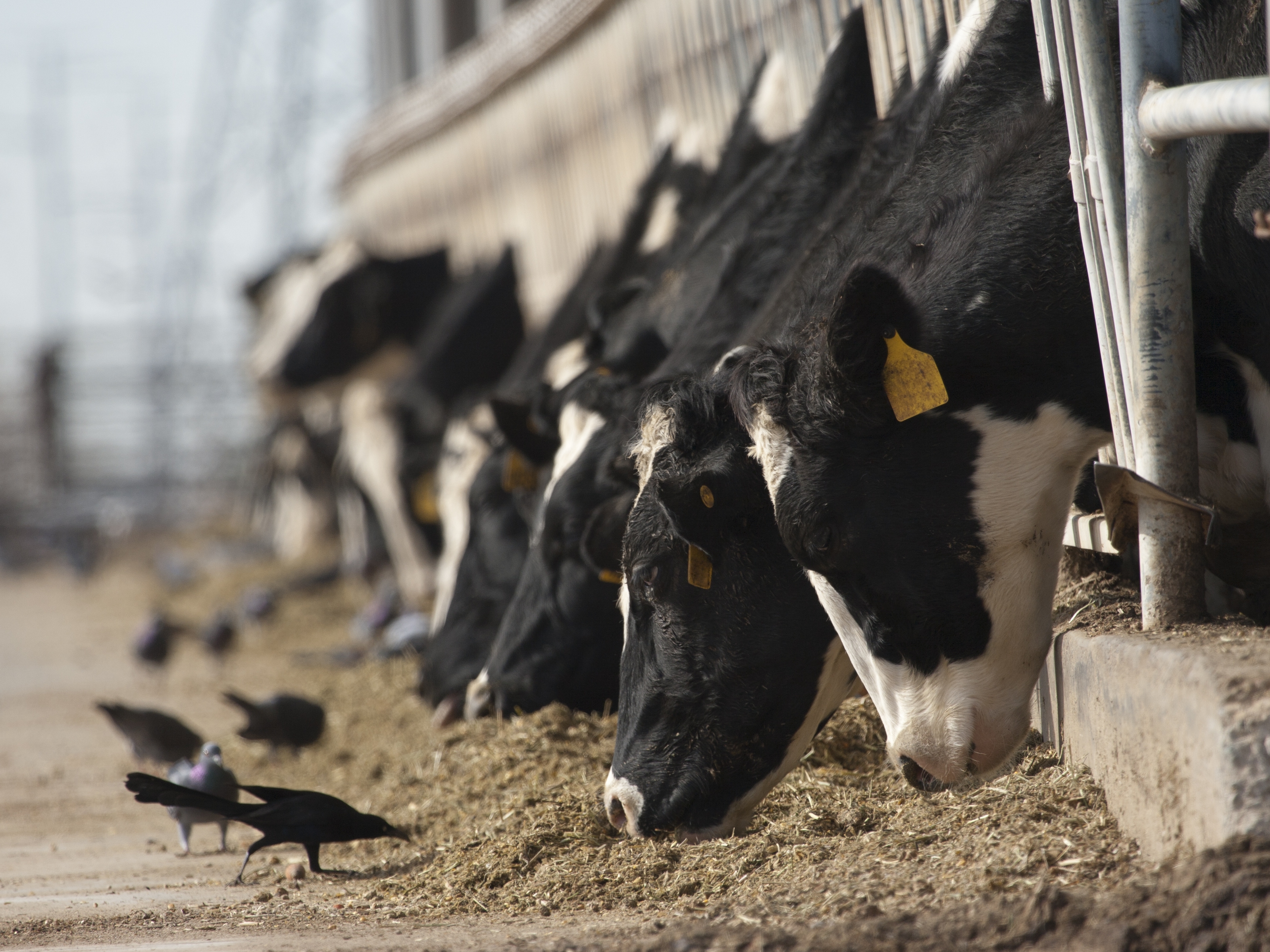 caption: The variant of H5N1 bird flu has been circulating in wild birds, but this is the first time it's been detected in cattle.