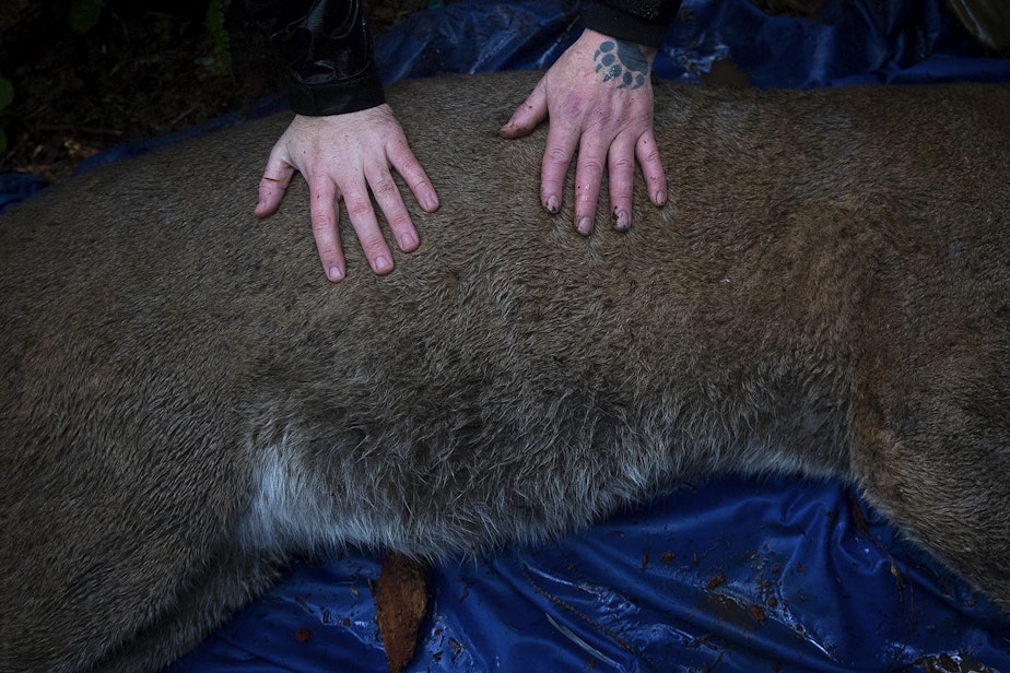 caption: Lower Elwha Klallam Tribe natural resources technician Sonny Sampson, right, places his hand on Moses, a roughly 7-year-old male cougar, on Wednesday, January 29, 2020, during a cougar capture mission conducted by researchers on the Olympic Peninsula. 