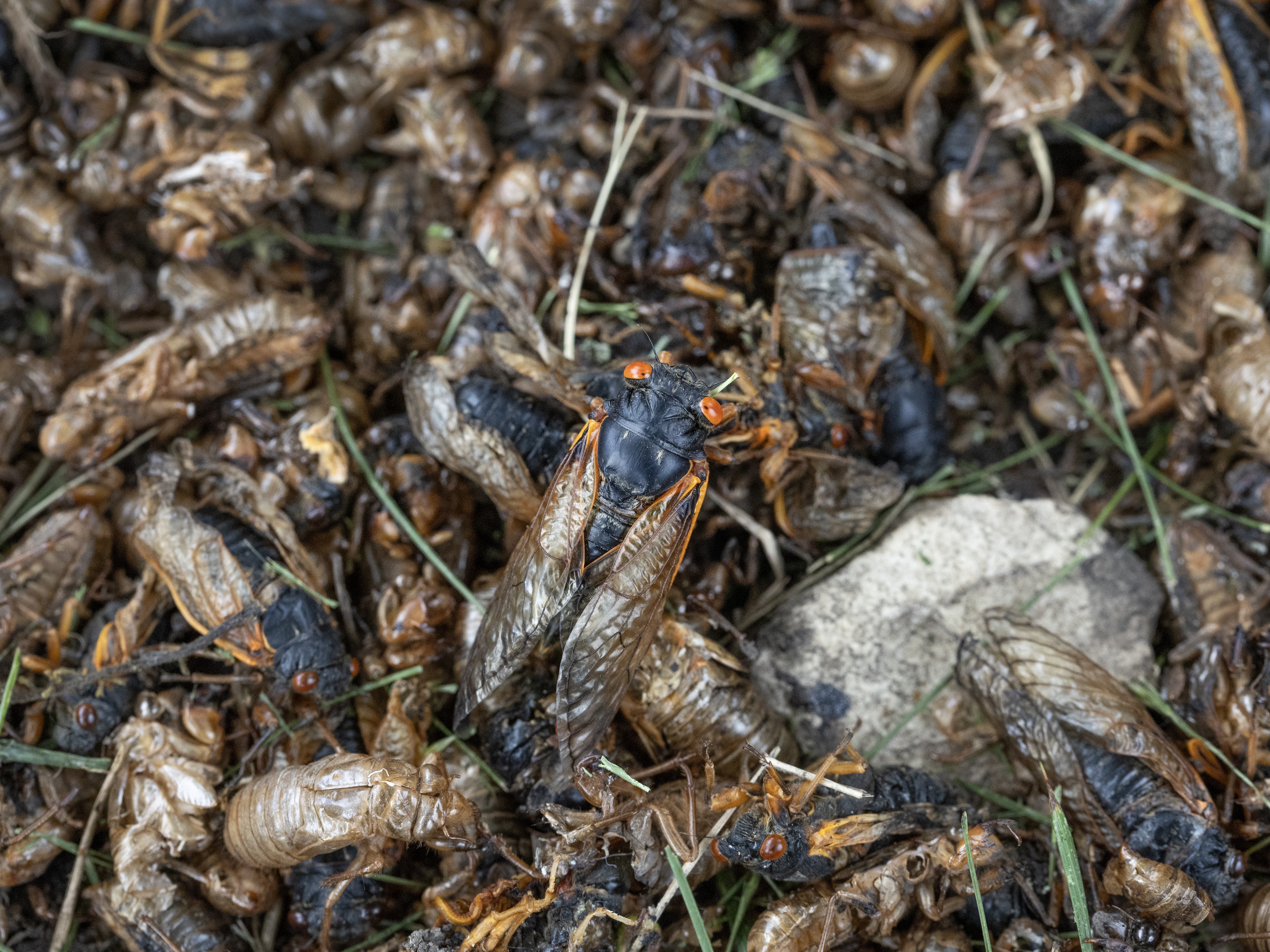 caption: Cicadas from a 17-year cicada brood and shells shed by cicada nymphs sit at the base of a tree on May 29, 2024, in Park Ridge, Ill. Cicadas are of the order Hemiptera — the type of winged insects commonly found in the study of insect declines.