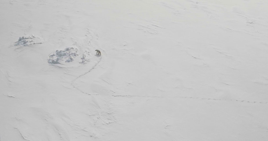 caption: A male polar bear walking on the frozen sea ice of Hudson Bay.