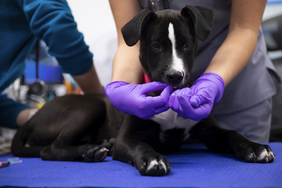 caption: 4-month-old puppy, Rico, receives treats and vaccinations on Wednesday, October 26, 2022, at New Horizons Shelter on 3rd Avenue in Seattle. 