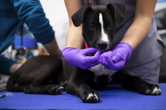 caption: 4-month-old puppy, Rico, receives treats and vaccinations on Wednesday, October 26, 2022, at New Horizons Shelter on 3rd Avenue in Seattle. 