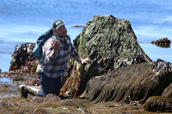caption: John Meyer, co-author of tidepool guidebook Between the Tides in Washington and Oregon and senior director for marketing and communications at the UW college of the environment, during an interview about low tide in Seattle, June 5, 2023 





