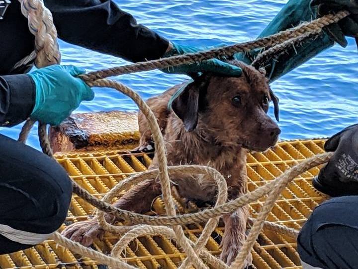 caption: The oil rig workers used a rope to pull the dog to safety.