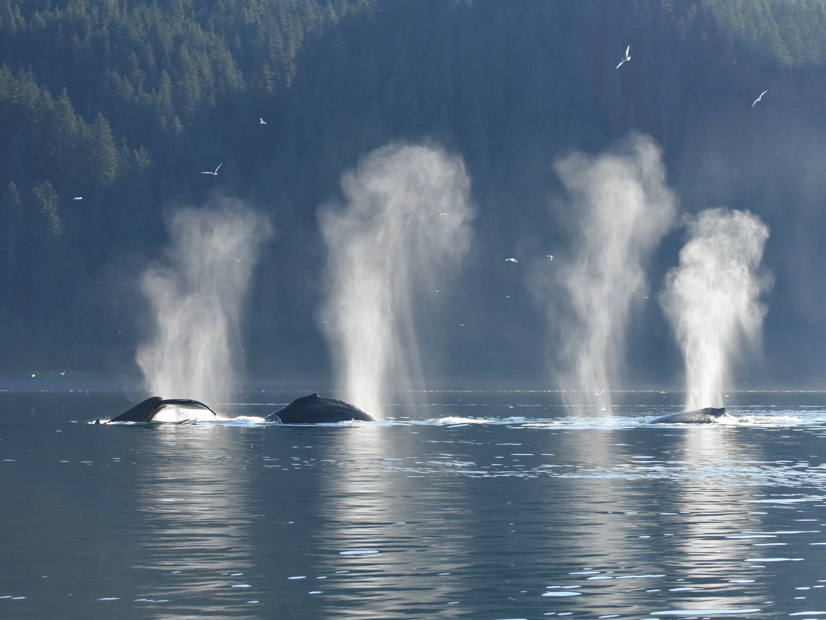 caption: A group of humpback whales feeding together just outside Glacier Bay, Alaska.