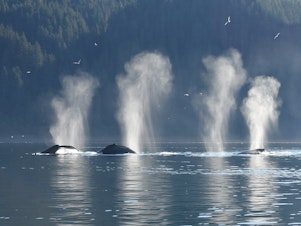 caption: A group of humpback whales feeding together just outside Glacier Bay, Alaska.