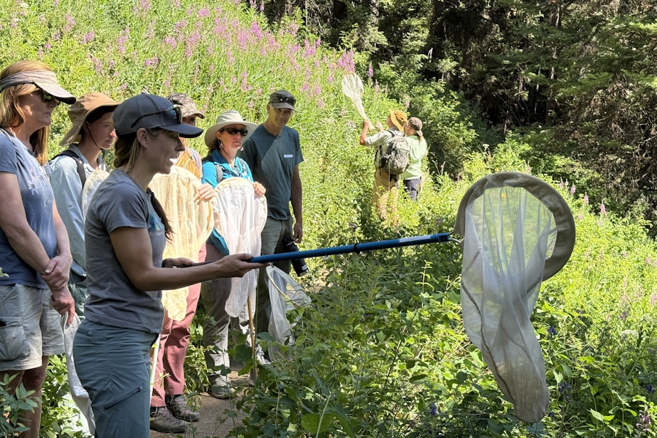 caption: Molly Martin with the Xerces Society demonstrates how to catch a bumblebee on July 19, 2025.